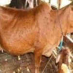 Cattle Lumpy Skin Disease